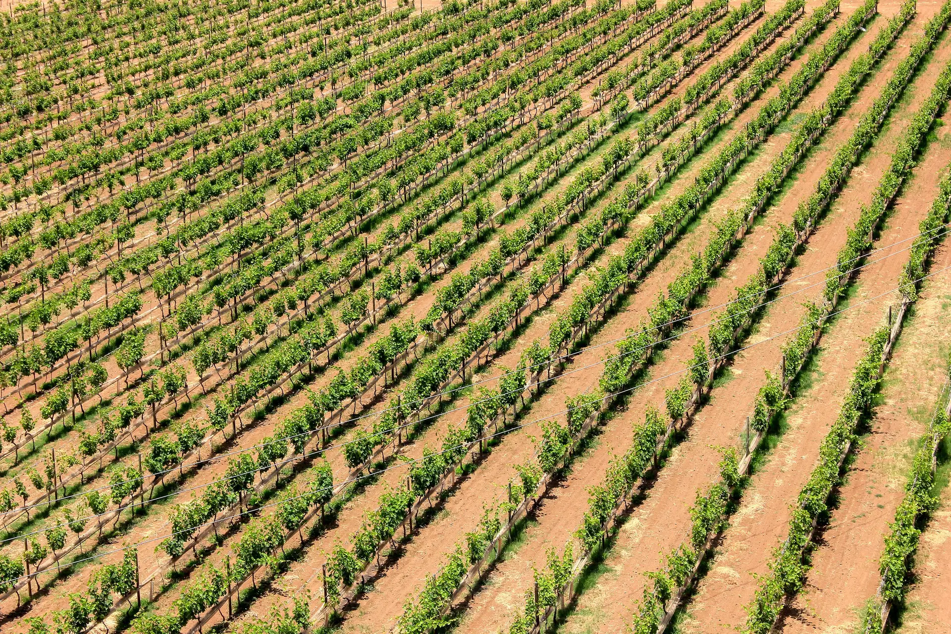 No Vale do Berro em Namibe, Angola, está a ser produzido vinho