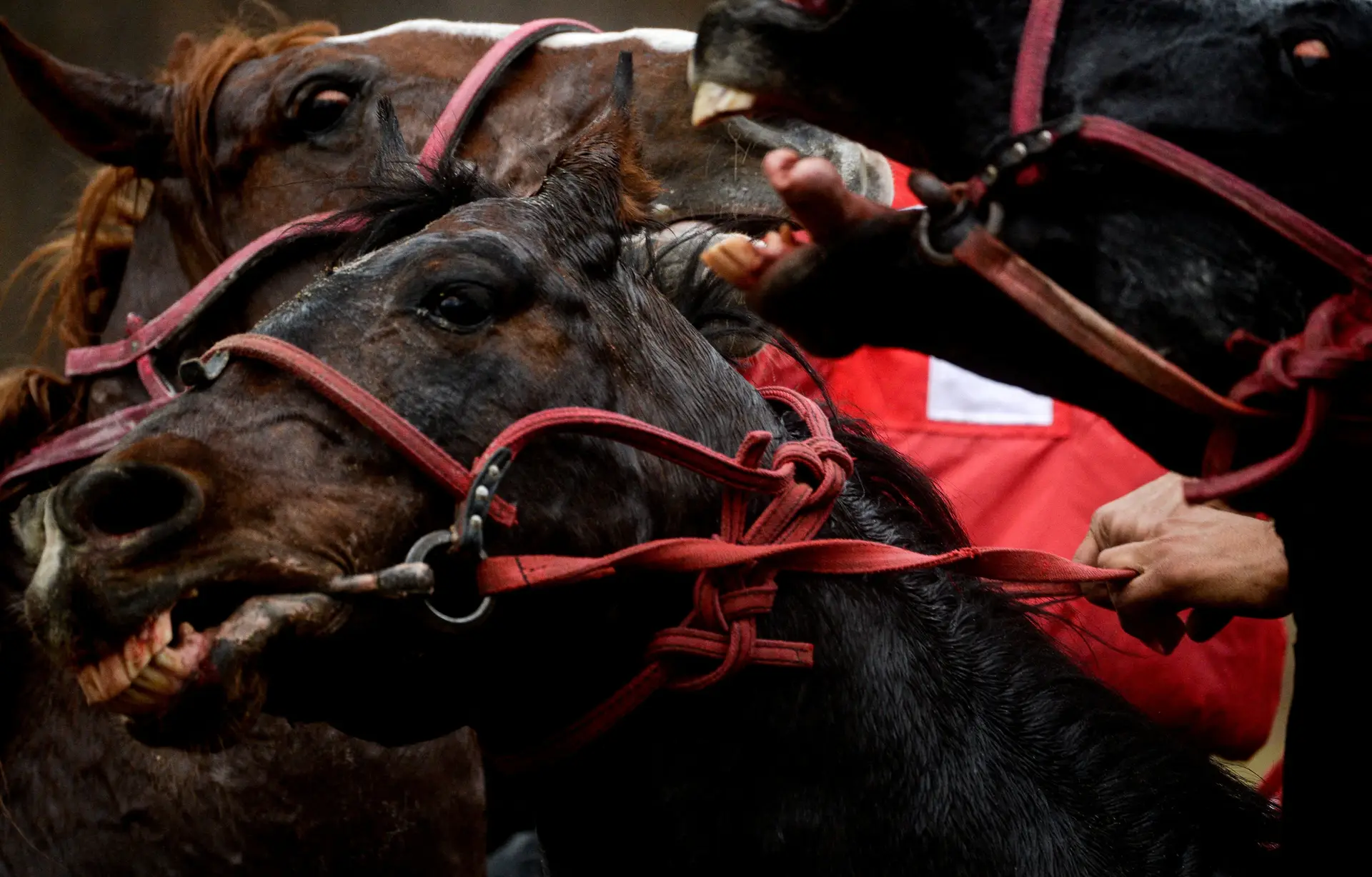 DISPUTA. No Cazaquistão, o cavalo é a arma do Kokpar, um jogo tradicional que envolve equipas de cavaleiros e a carcaça de uma cabra