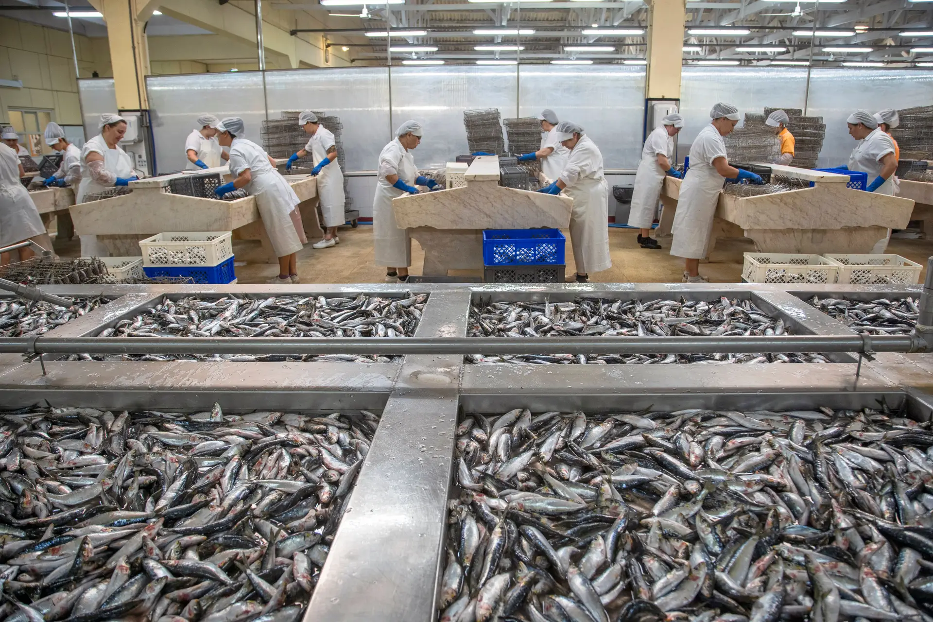 Conservar a tradição com sardinha, cavala e carapau