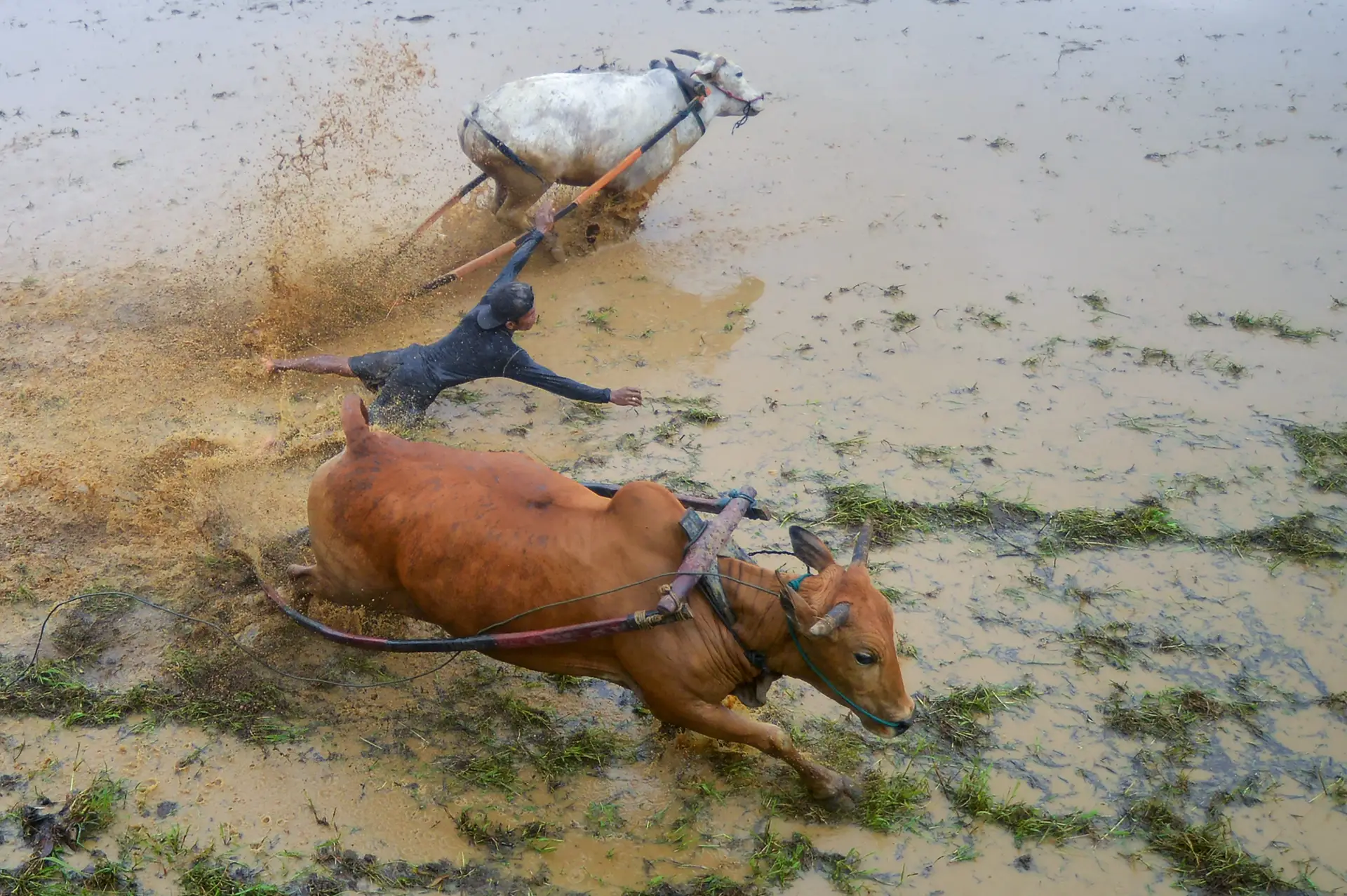 FESTIVAL. Neste evento tradicional indonésio, chamado Pacu Jawi, um jóquei tenta que duas vacas corram em linha reta