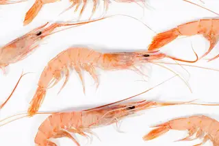 Gamba do Algarve