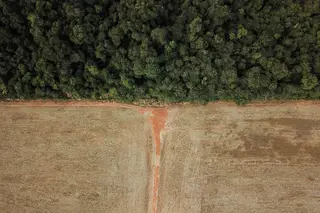 Desflorestação da Amazónia com o pior fevereiro de sempre