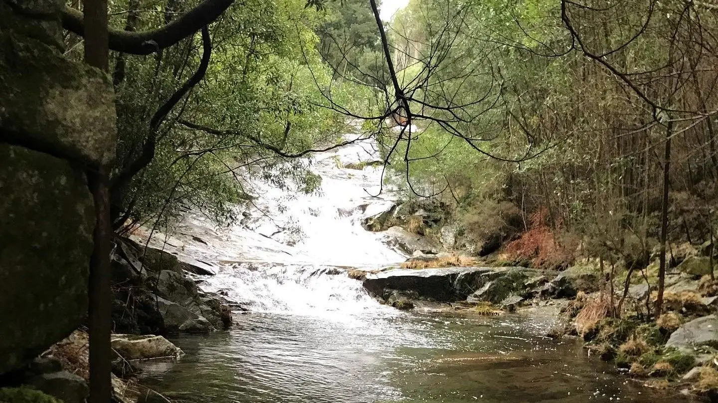 Lei da Restauração da Natureza sobrevive “amputada” no Parlamento Europeu