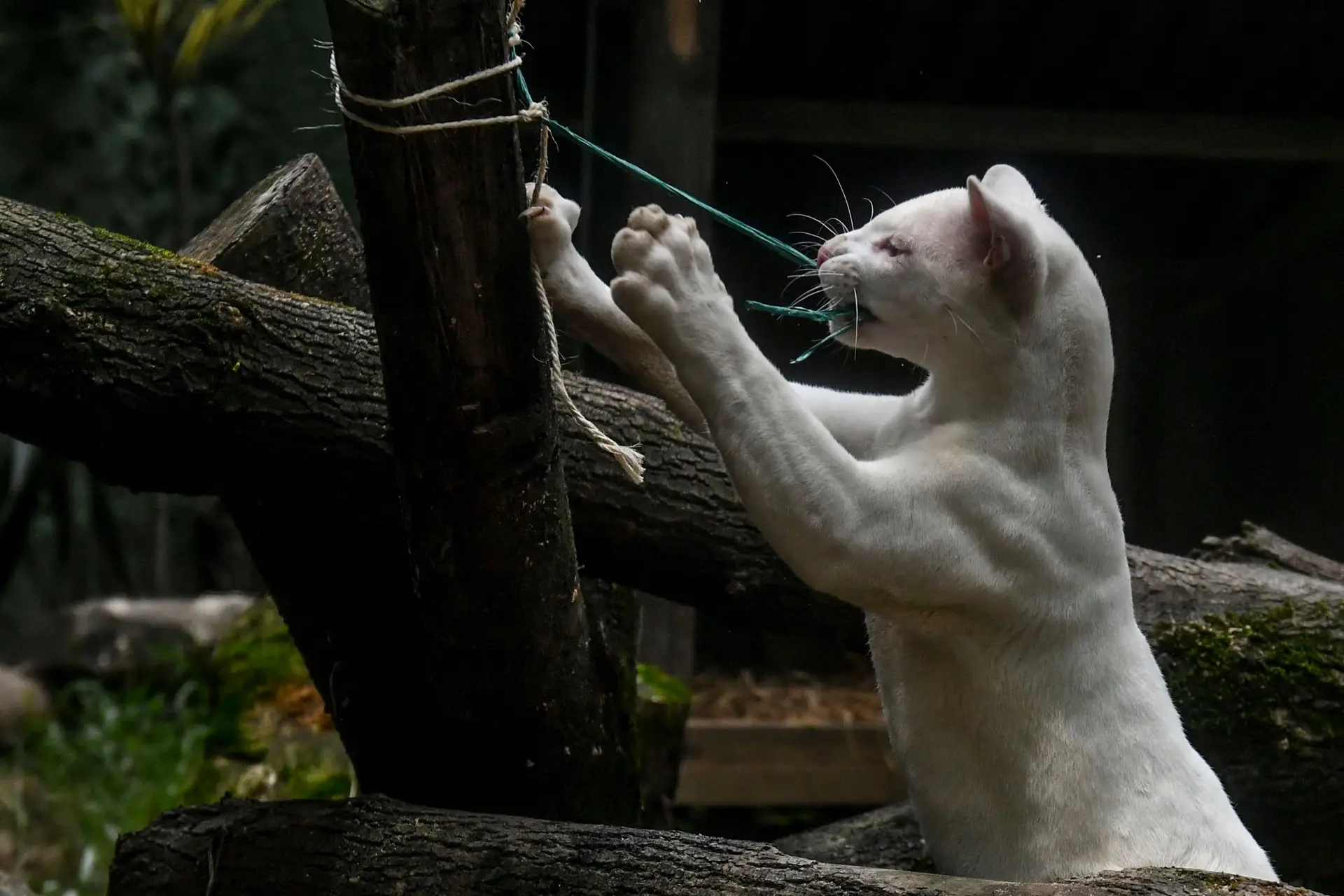 Foi descoberto o primeiro ocelote albino e isso é alarmante: a população destes “gatos grandes” estará “muito ameaçada” pela desflorestação