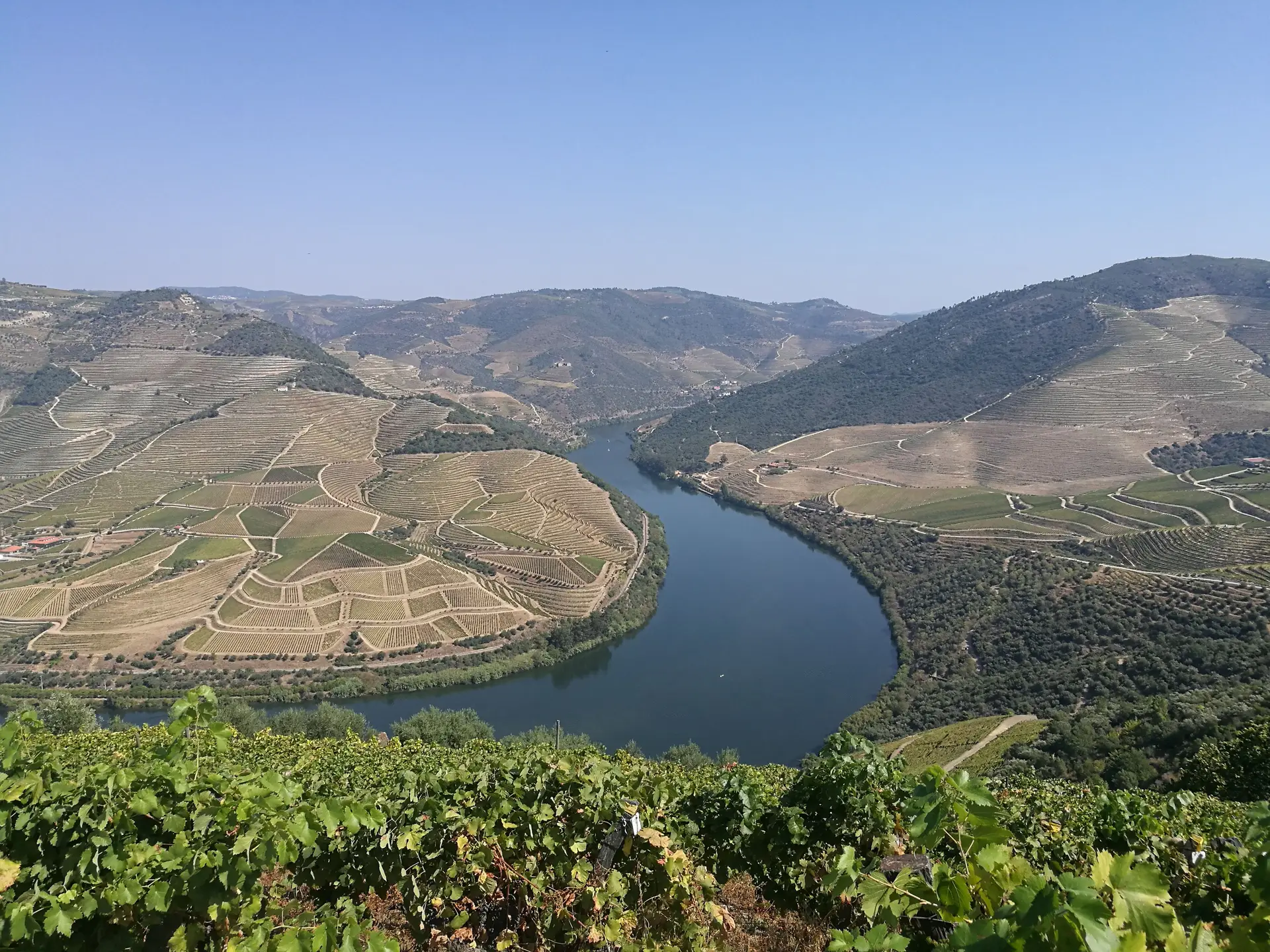 Vinhos do Porto e do Douro atingem vendas de 606 milhões de euros em 2022, apesar de quebras significativas do mercado inglês