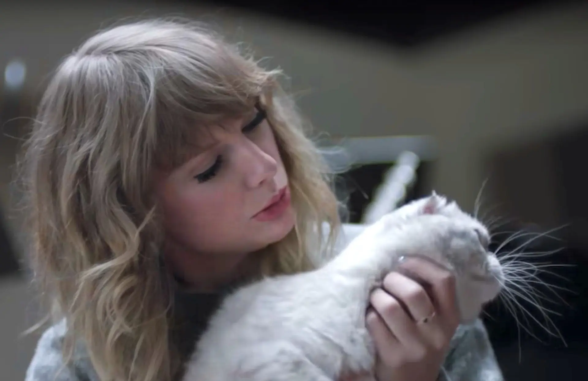 Cães, gatos e ovelhas giram 360º ao som de Taylor Swift; conheça