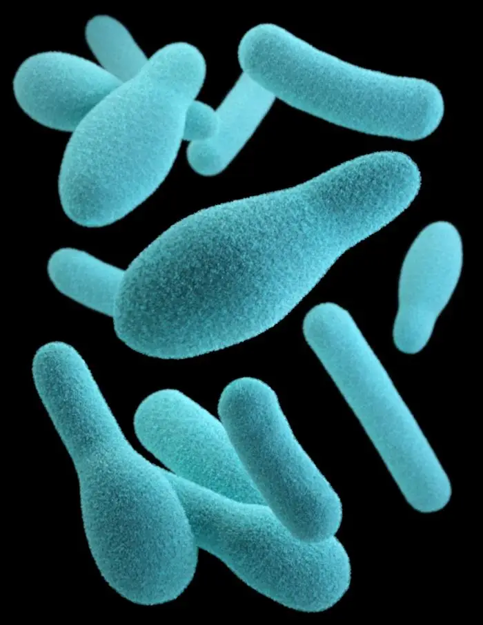 A Clostridium é uma das bactérias mais comuns que habitam nos intestinos humanos