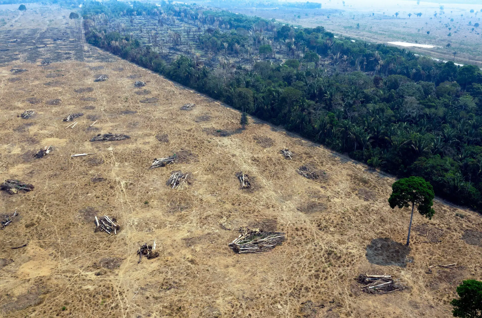 Joguinho de exploração q se passa na Amazônia q dá pra fazer