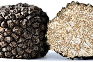 Trufas podem ser o próximo eucalipto: parte do território português reúne condições para o seu cultivo. Em Espanha, a aposta já dá frutos
