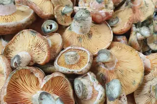 Fungifresh