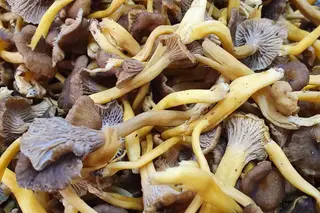 Fungifresh