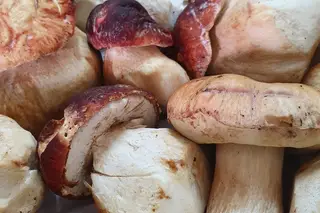 Fungifresh