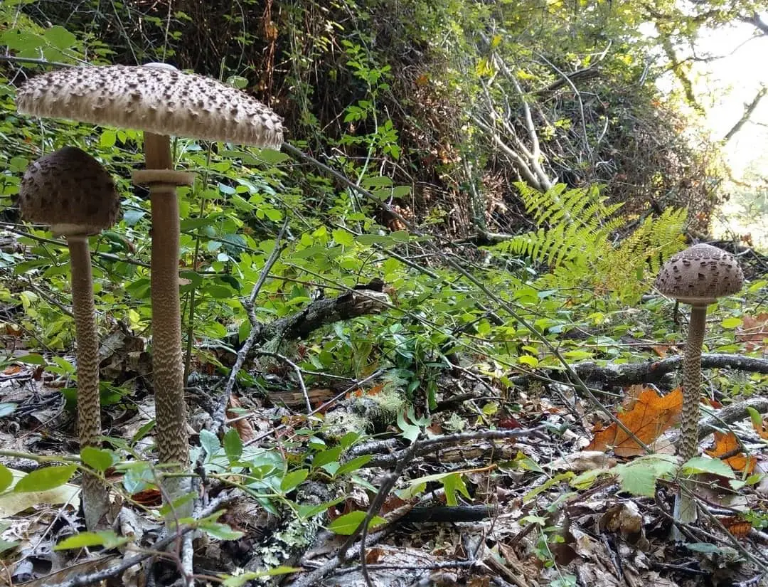 Bem-vindo ao maravilhoso mundo dos fungos comestíveis