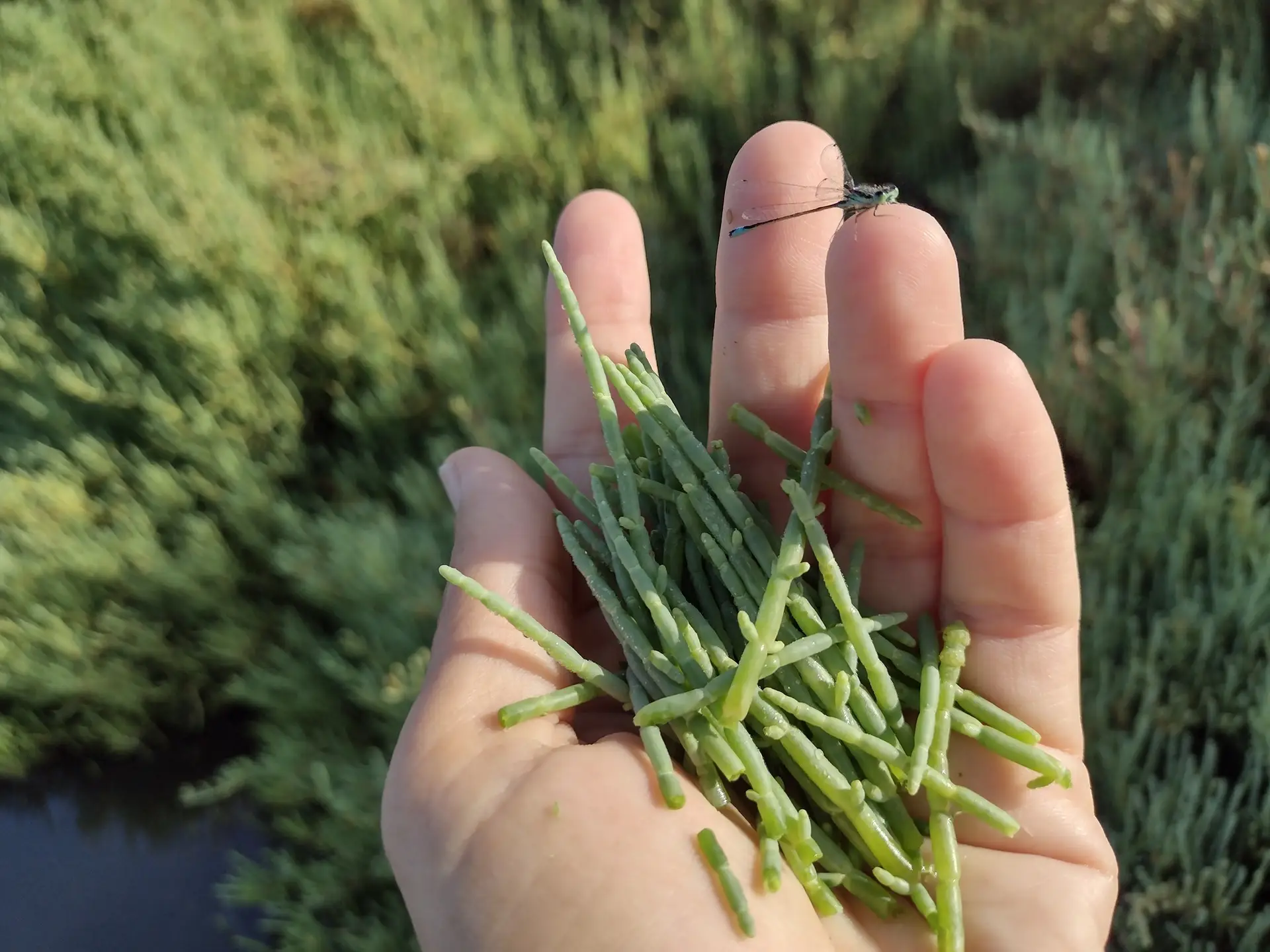 Salina Greens