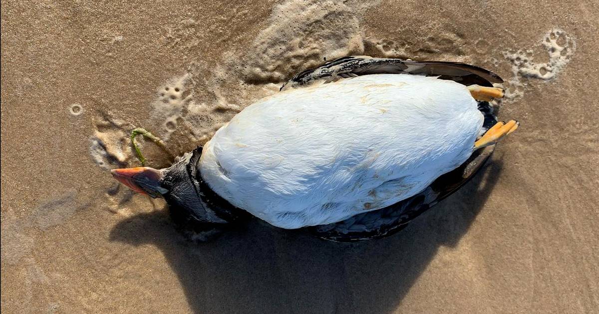 Resultado negativo para gripe aviária nas centenas de papagaios-do-mar que deram à costa em Peniche e Lourinhã