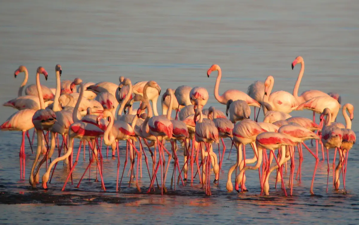 Flamingos nas Salinas do Samouco
