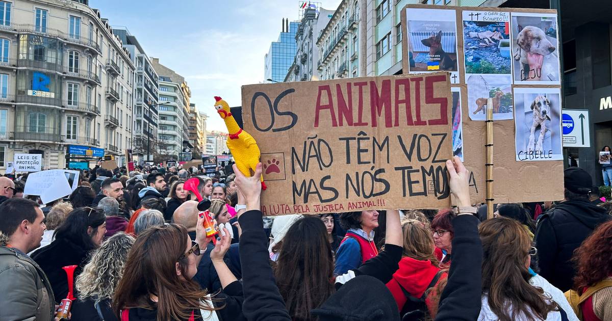 Direitos dos animais: IRA não exclui luta durante Jornadas Mundiais da Juventude, “para que o mundo saiba o que querem fazer em Portugal”