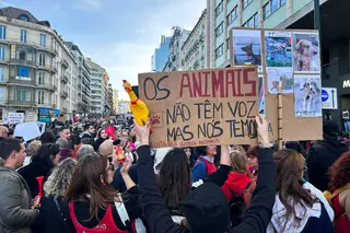 Direitos dos animais: IRA não exclui luta durante Jornadas Mundiais da Juventude, “para que o mundo saiba o que querem fazer em Portugal”