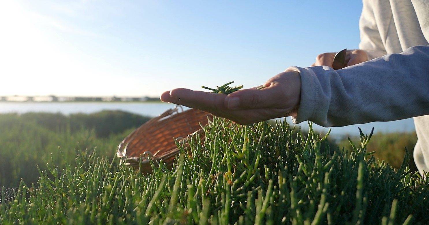 Agroecologia: o segredo para produzir mais e melhores halófitas ...