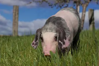 Porco Bísaro
