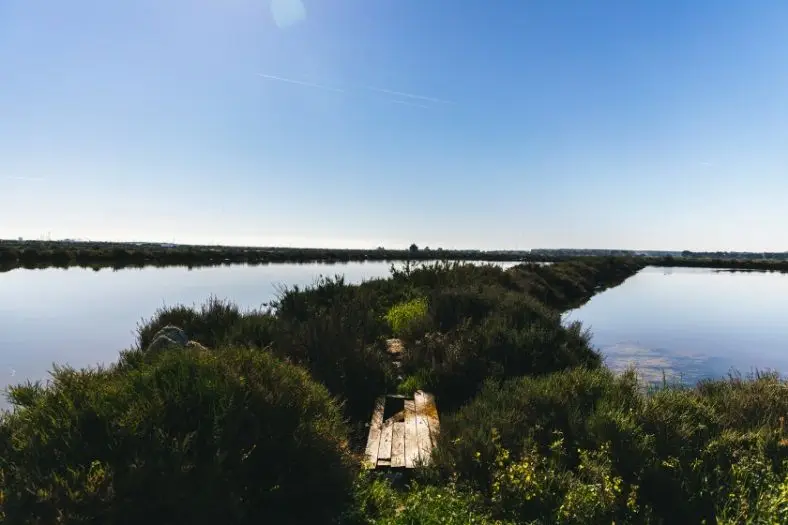 Uma viagem junto ao Tejo entre flamingos, sal e plantas saudáveis (VÍDEO)