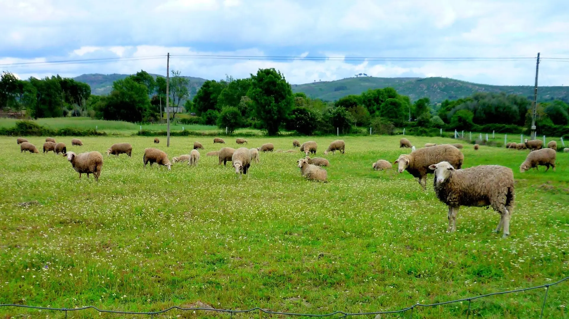 Agricultores queixam-se de ataques cada vez mais frequentes dos lobos, que já acontecem em pleno dia