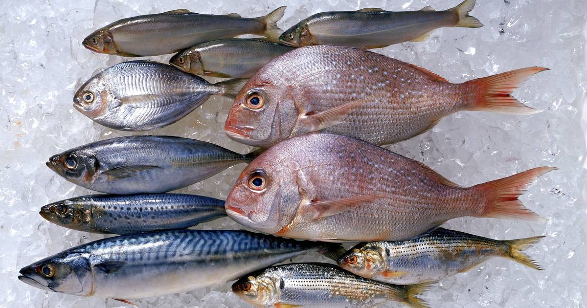 Portuguesa Brasmar compra congénere britânica Holmes Seafood