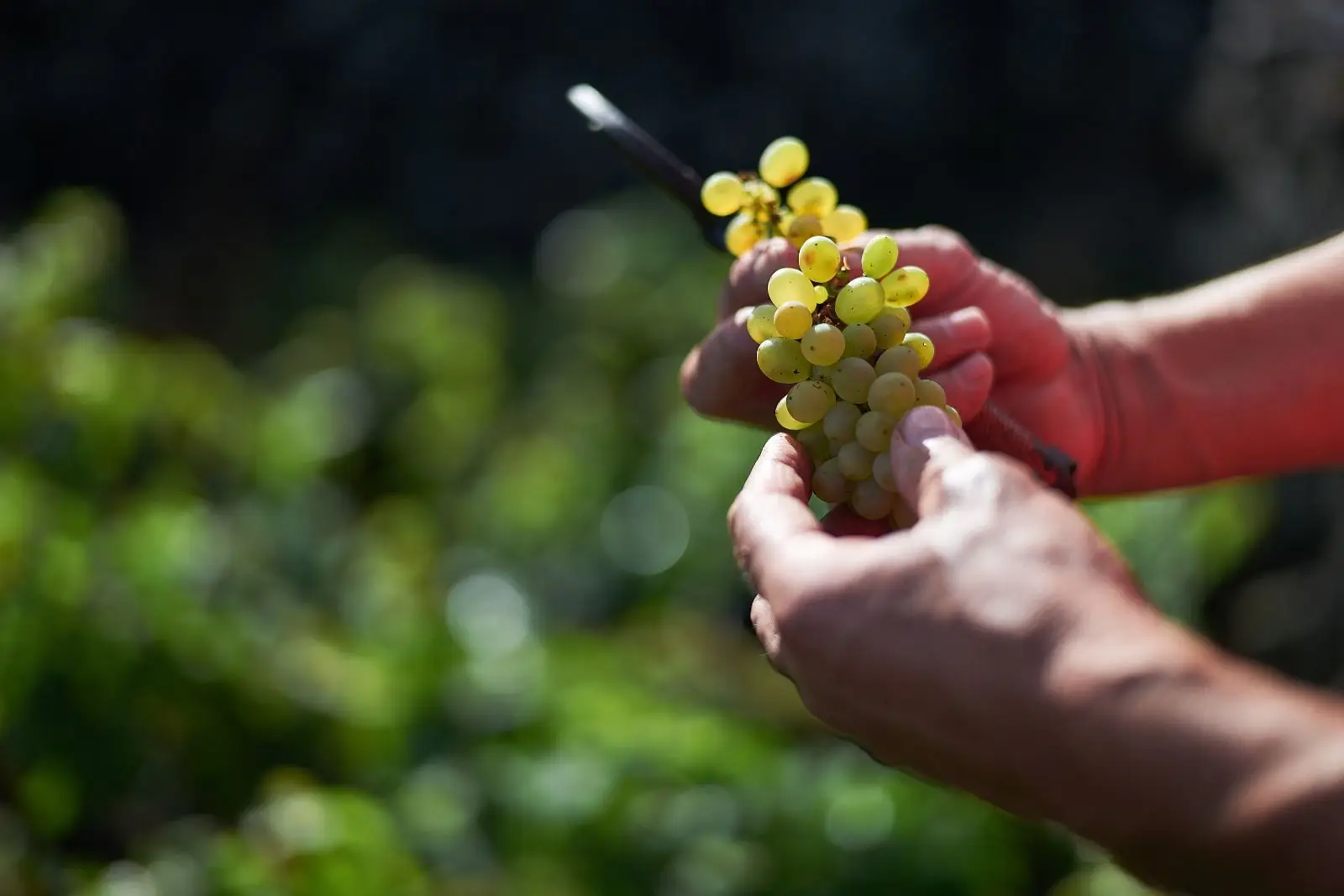 Materramenta: a nova vida do vinho dos Biscoitos