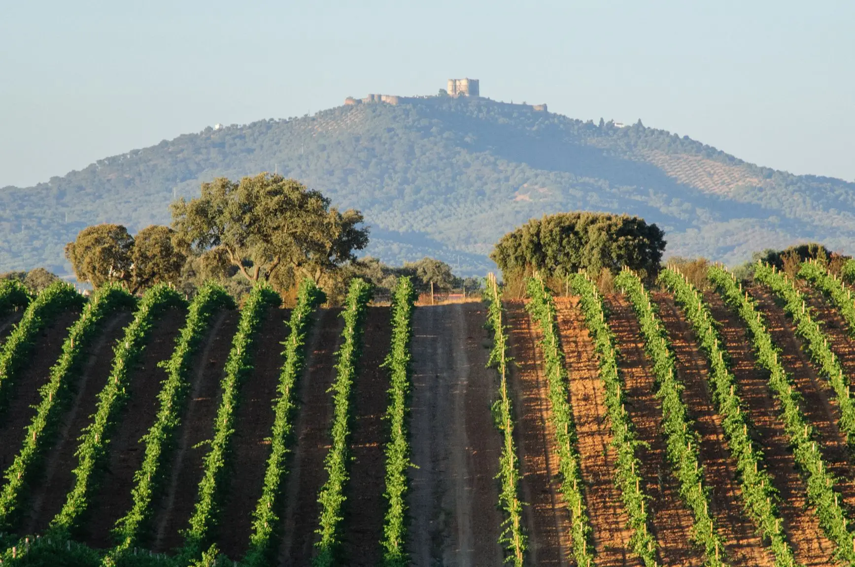 Vinhos do Alentejo celebram o melhor ano de sempre na exportação