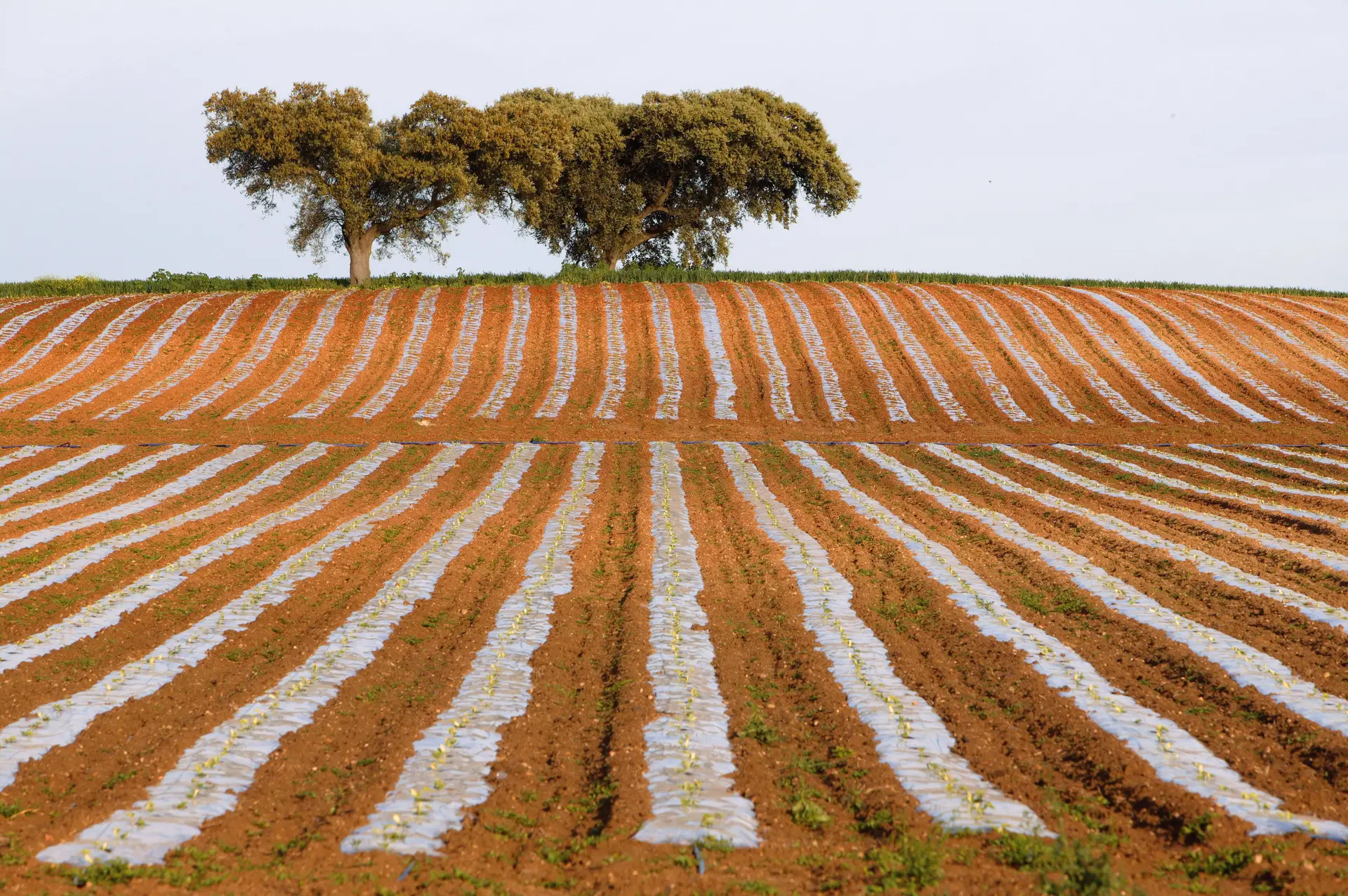 A digitalização e o combate à desertificação das regiões do interior são prioridades.