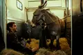 Os burros e os paradoxos