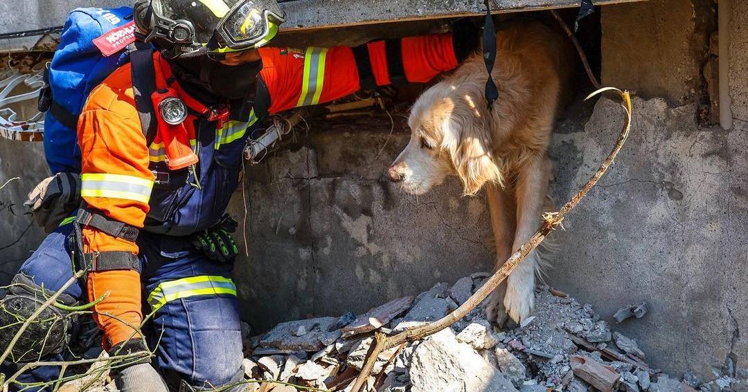 Sismo: Equipa portuguesa resgata cão que esteve 200 horas sob escombros