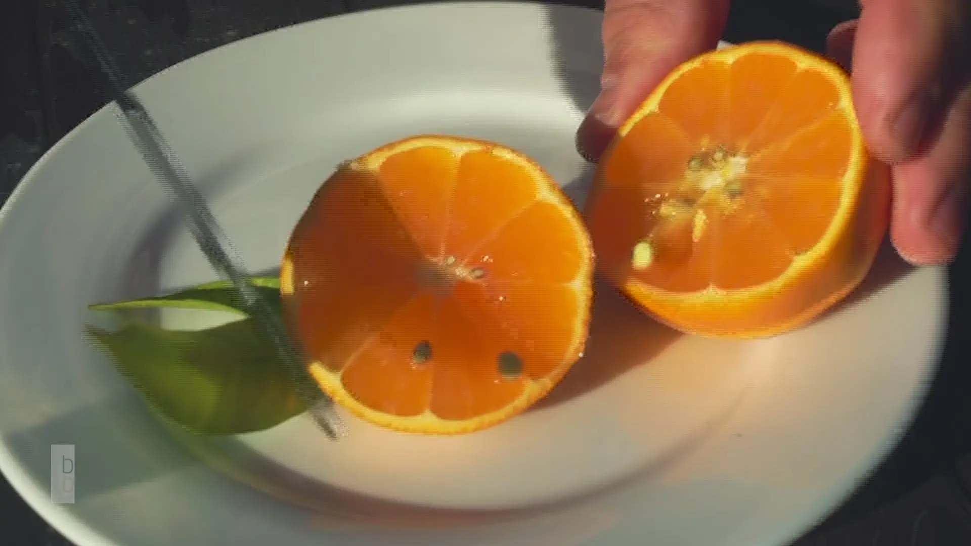 Laranja da Pala: o doce citrino que cresce todo o ano nas margens do Douro (VÍDEO)