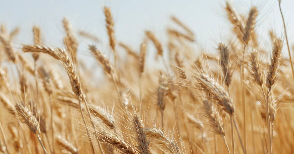 Investigadores estudam microbiota do trigo para criar um novo alimento