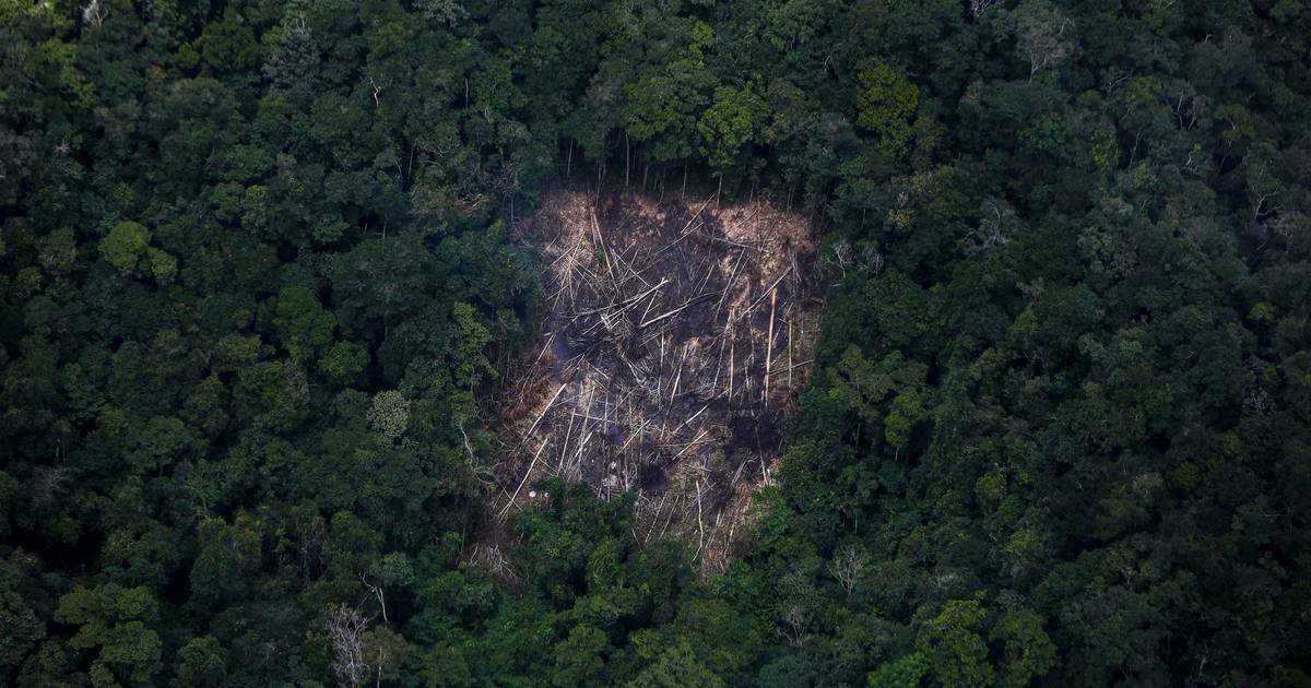 Lula não consegue travar desflorestação da Amazónia brasileira. É um novo (e triste) recorde