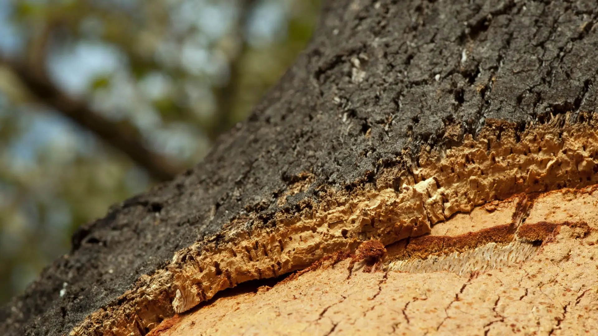 Corticeira Amorim sob pressão sofre quebra de 28% nos lucros