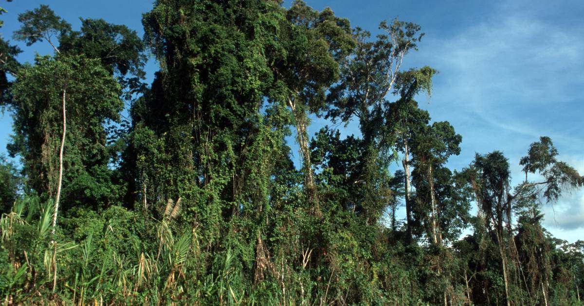 Boliviano sobrevive 30 dias na floresta amazónica a comer insetos e a beber a sua urina
