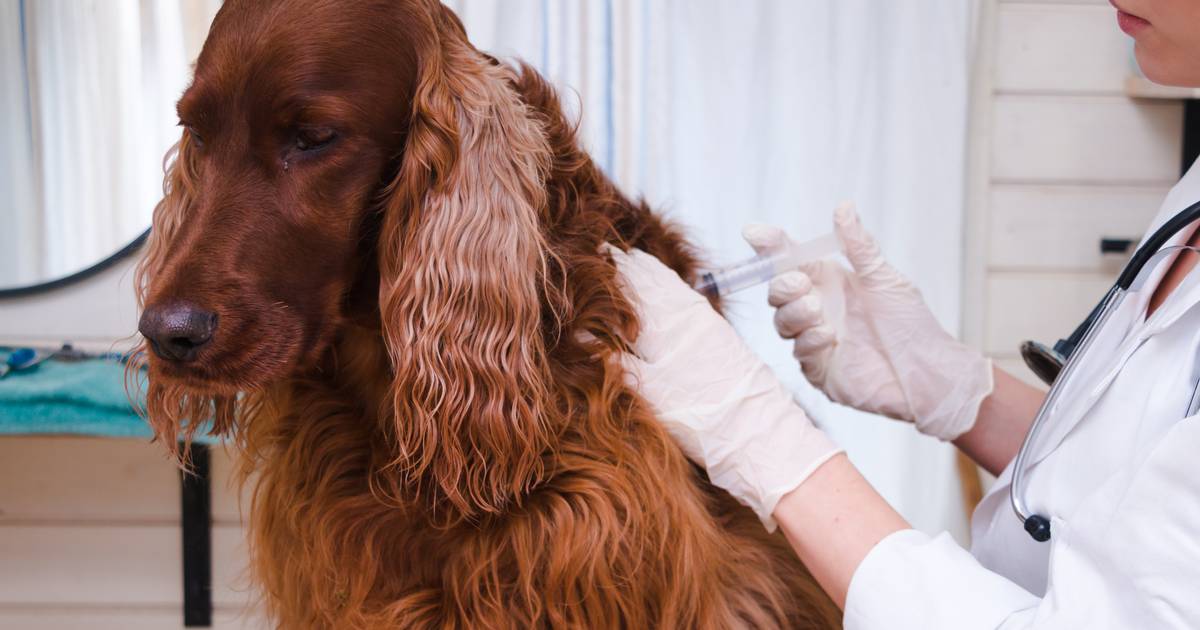 Câmara do Funchal promove a saúde animal com campanha de vacinação gratuita para cães e gatos