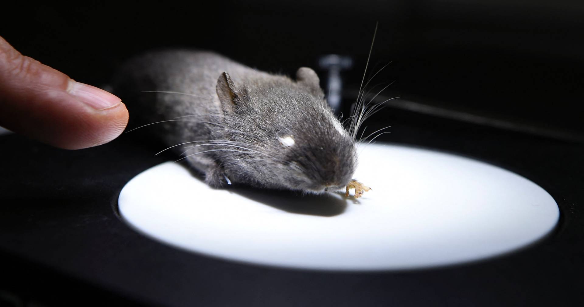 Científicos crían ratones con dos padres: podría abrirse un nuevo camino hacia la fertilidad humana