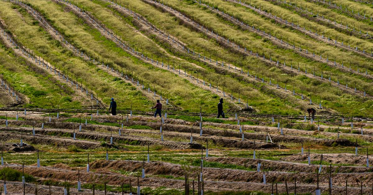 Portugal e Espanha tiveram no primeiro trimestre as maiores subidas de preços da produção agrícola na União Europeia