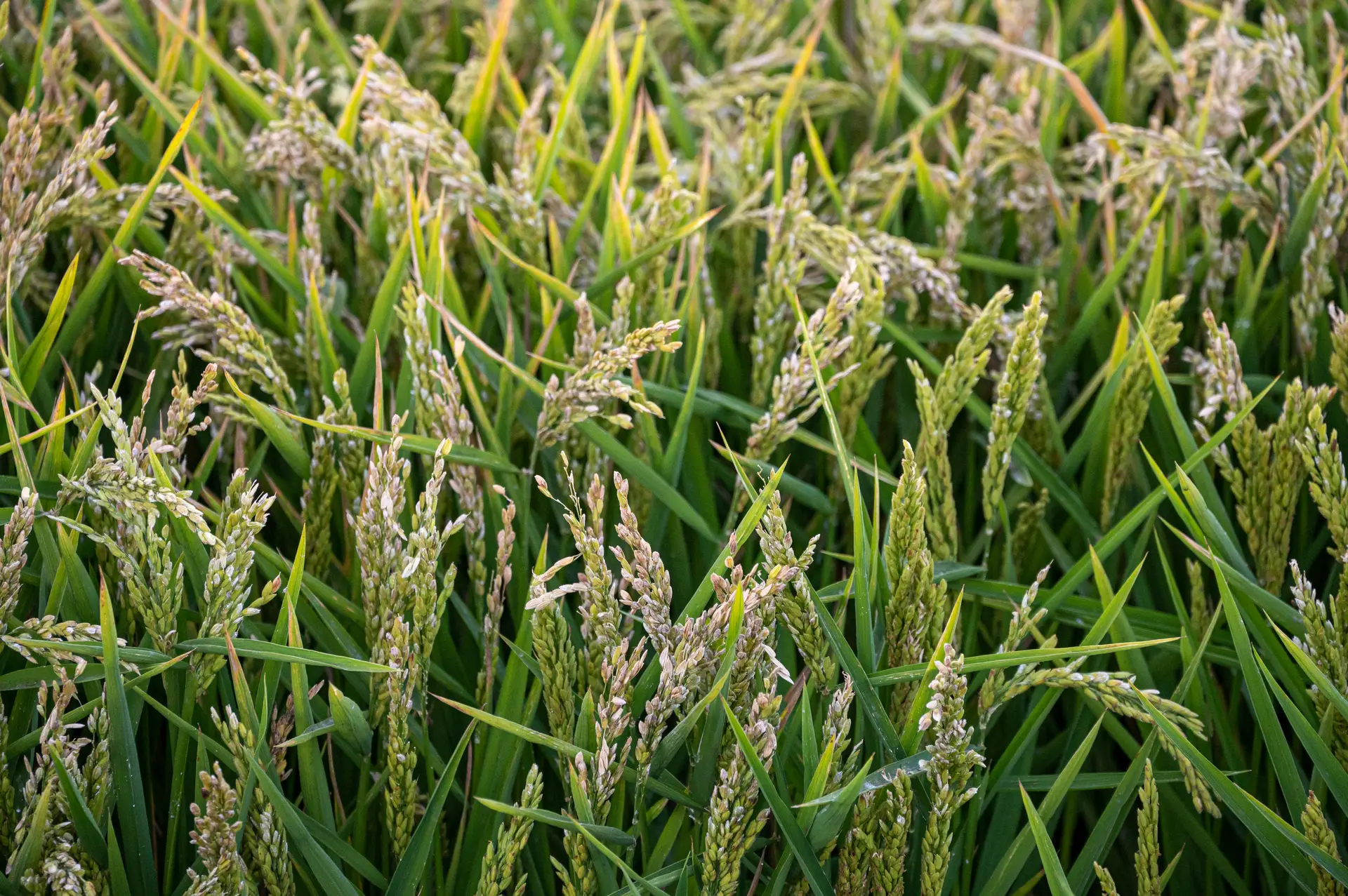 Plantas de arroz