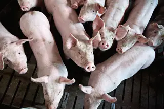 Preços dos alimentos sobem mais no produtor do que no consumidor