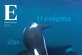 O enigma das nossas orcas