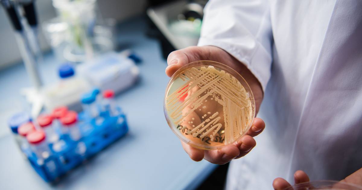 Casos de infeção por fungo super-resistente estão a aumentar nos Estados Unidos