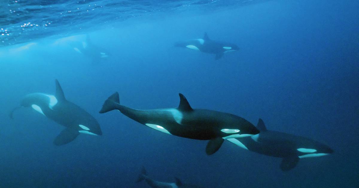 Há um grupo de orcas a atacar veleiros em Portugal: por que o fazem?
