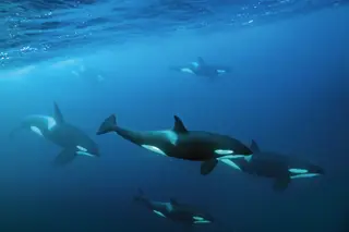 Há um grupo de orcas a atacar veleiros em Portugal: por que o fazem?