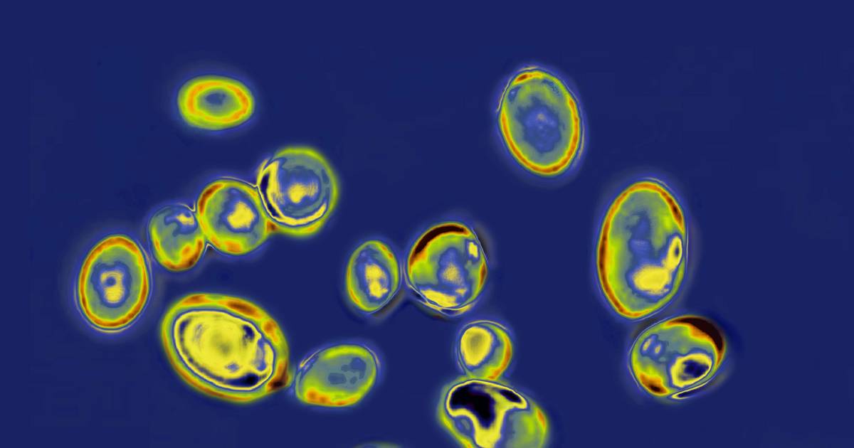 Há um 'superbug' a preocupar os EUA: casos de Candida auris registaram “crescimento anormal”