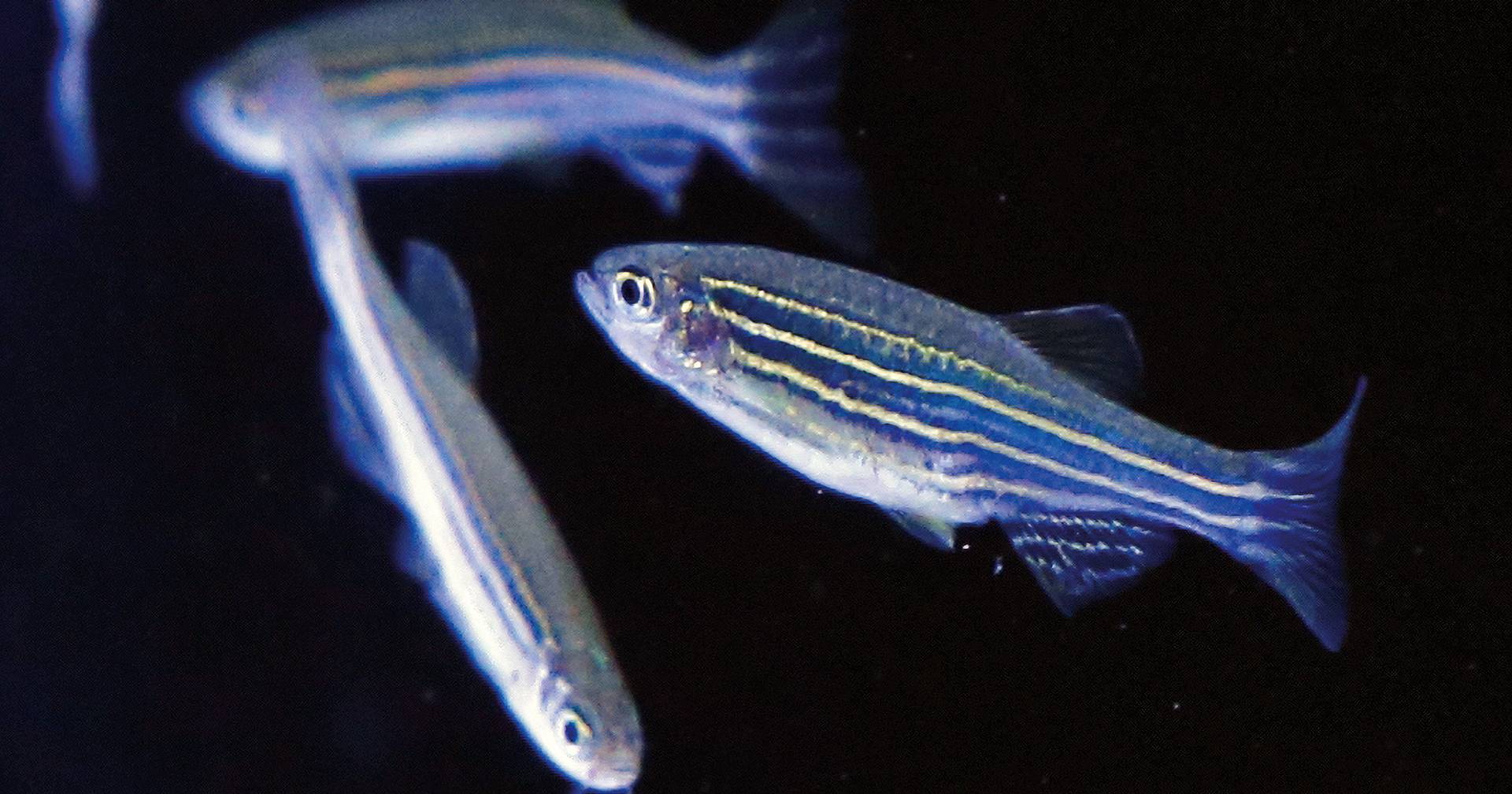 Do zebrafish also allow themselves to get emotional?  Yes, and this discovery could revolutionize the study of the brain