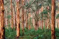 Produtores florestais aceleram rumo à substituição do fóssil