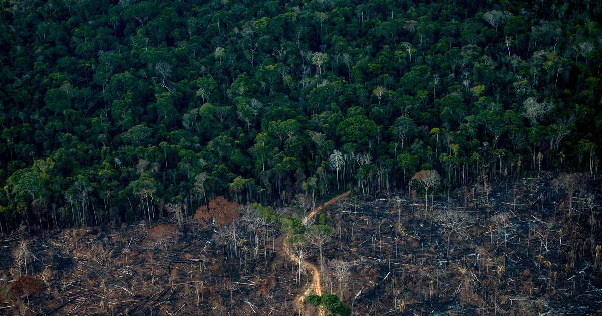 Desflorestação, aumento das emissões, morte de indígenas: “como Bolsonaro rasgou a agenda ambiental do Brasil”